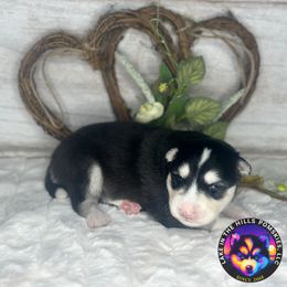 Luke - Black and white male Pomsky puppy in Schaumburg, Illinois from Lake in the hills Pomskies