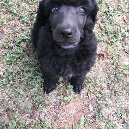 Poodle Puppies from Providential Poodles