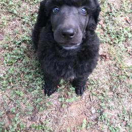 Poodle Puppies from Providential Poodles