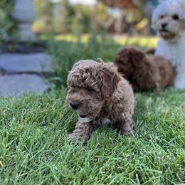 Maltipoo Puppies from Jessica's Maltipoos