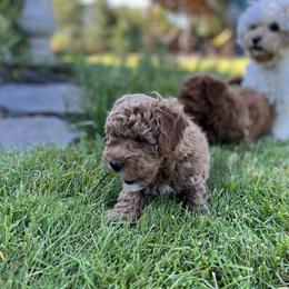 Maltipoo Puppies from Jessica's Maltipoos