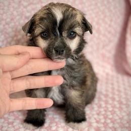 Dolly- Sweet Puff Girl - Cream female Chinese Crested puppy in Tomball, Texas from Gracieux Chinese Cresteds