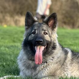 Lola - Shiloh Shepherd