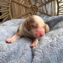 Lucille - Red merle female Australian Shepherd puppy in Grants Pass, Oregon from Carmel Mountain Aussies