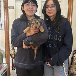 Salem - Black and tan male Dachshund puppy in El Paso, Texas from Stella's Lone Star Kennels