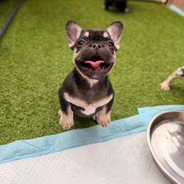Pink - Black and tan female French Bulldog puppy in Avondale, Arizona from BigDiamondFrenchies