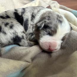 Boy 3-Blue Merle - Blue merle male Australian Shepherd puppy in Mayfield, Kentucky from Hamilton Farms
