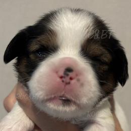 Charles - Black gold and white male Cavatzu puppy in Oklahoma from Rocky Oak Cavaliers & Biewer Terriers LLC