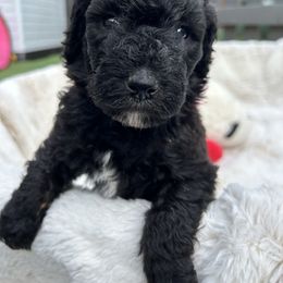 Remi (pink girl) - Parti female Poodle puppy in Gainesville, Georgia from Rose’s Goldendoodles & Standard Poodles