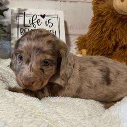 Scarlet - Dapple female Dachshund puppy in Gerber, California from Red Dirt Doxies