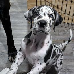 Jasper - Harlequin male Great Dane puppy in Milford, Pennsylvania from R&R Breeding and Pet Care