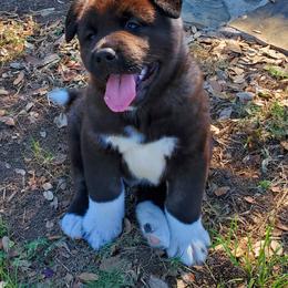 Akita Puppies from Folklore Akitas