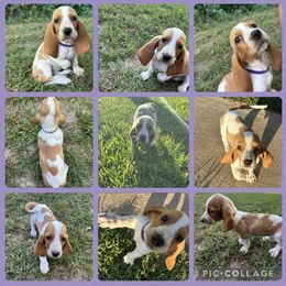Basset Hound and Dachshund Puppies from Heyliger Hounds