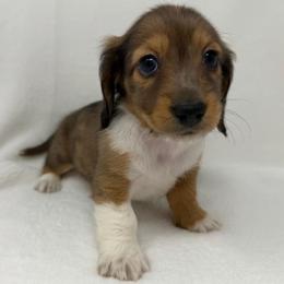 Jagger - Dapple male Dachshund puppy in Pulaski, Tennessee from Billboard Doxies