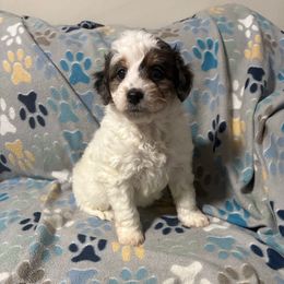 Yellow-Mini - Parti female Goldendoodle puppy in Millville, New Jersey from Michelle's Doodles
