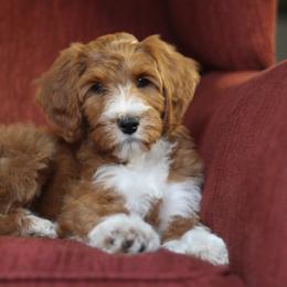 Sunni Rae - Goldendoodle