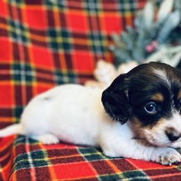 Ginny - Chocolate and tan female Dachshund puppy in Stilwell, Oklahoma from MB’s Dachshunds
