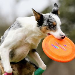 Border Collies from Border Collie dei Fanelli