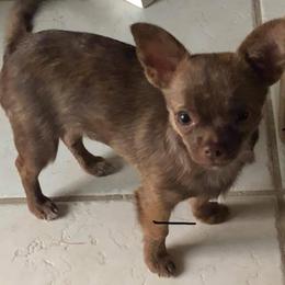 Chihuahua Puppies from B&D Chihuahuas