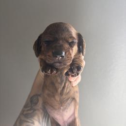 Altima - Red female Dachshund puppy in Conroe, Texas from R&M Dachshunds
