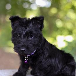 Fable - Black female Scottish Terrier puppy in Mount Joy, Pennsylvania from K&M Kennel