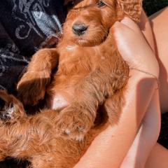 Irish Doodle Puppies from Foxrun Litters