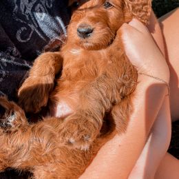 Irish Doodle Puppies from Foxrun Litters