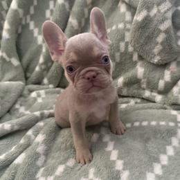 Jasmine - Tricolors female French Bulldog puppy in Fulton, Missouri from FamLee Frenchies