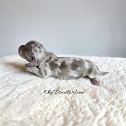 Moe - Fawn (isabella) and cream male Dachshund puppy in Oklahoma City, Oklahoma from OkieDoxieland Dachshunds