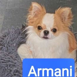ARMANI - Chihuahua