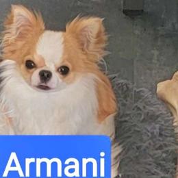 ARMANI - Chihuahua