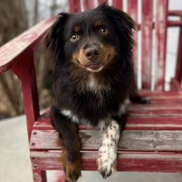 Peaches - Miniature Australian Shepherd