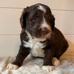 Yellow Collar Girl - Brown and white female Bernedoodle puppy in San Augustine, Texas from Vintage Doodles