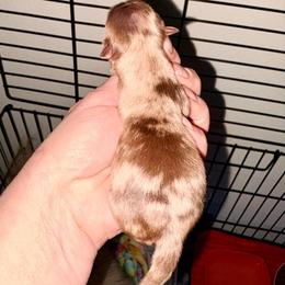 Nova - Chocolate merle female Pomeranian puppy in Gilmer, Texas from Fairchild Fancy Pomeranians and Coachella Pomeranians