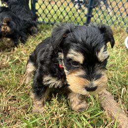 Red - Liver male Miniature Schnauzer puppy in Sparta, North Carolina from New River Miniature Schnauzers and Anatolians