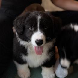 American Corgis and Cardigan Welsh Corgis from BeauCoup Corgis