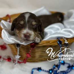 Chocolate n cream girl 1 - Chocolate and cream female Dachshund puppy in Nashville, Arkansas from Whisenhunt Farms