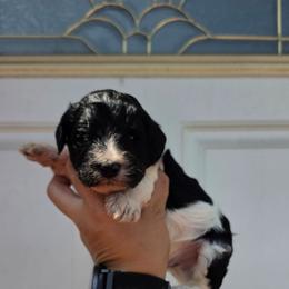 Breezy (Orange) - Parti male Labradoodle puppy in Plainfield, New Jersey from Caris Paws Poodles and Labradoodles
