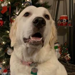 Labrador Retrievers from Heather Kraus's Labrador Retrievers