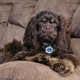 Chewee - Cocker Spaniel