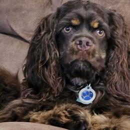 Chewee - Cocker Spaniel