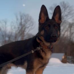 ACR - Bi-color male German Shepherd puppy in Lexington, Virginia from Stahlhaus ( Previously Buffelbach Farmstead Shepherds)
