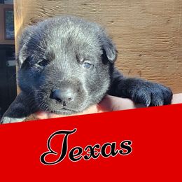 Boy 2 - Black German Shepherd puppy in Houlton, Maine from Black Beauty Shepherds