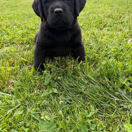 Girl 5 - Black female Labrador Retriever puppy in Medford, Oregon from Valley View English Labs