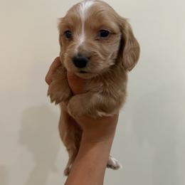 Girl 2 - Fawn (isabella) and tan female Dachshund puppy in Laurel, Mississippi from BB's Dotsies