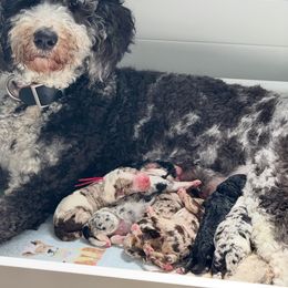 Bernedoodle puppies from Coats of Many Colors LLC