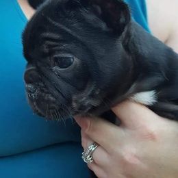 French Bulldog Puppies from Ginny's Frenchie's