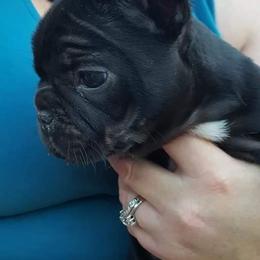 French Bulldog Puppies from Ginny's Frenchie's