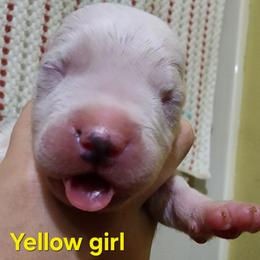 Girl 2 - female Dogo Argentino puppy in Blythe, California from Dogos del Gran Reino