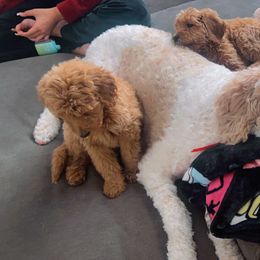 Goldendoodles from Jenny’s doodles
